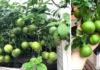 How to grow lime in a pot for year-round juicy fruits, perfect for the whole family.