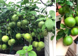 How to grow lime in a pot for year-round juicy fruits, perfect for the whole family.
