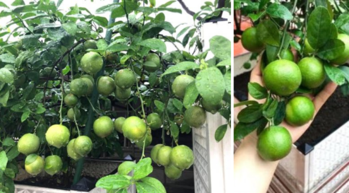 How to grow lime in a pot for year-round juicy fruits, perfect for the whole family.