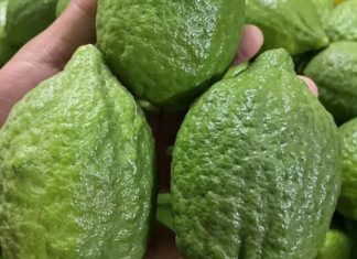 What is Canton Lemon? How to differentiate Canton Lemon and Kumquat?