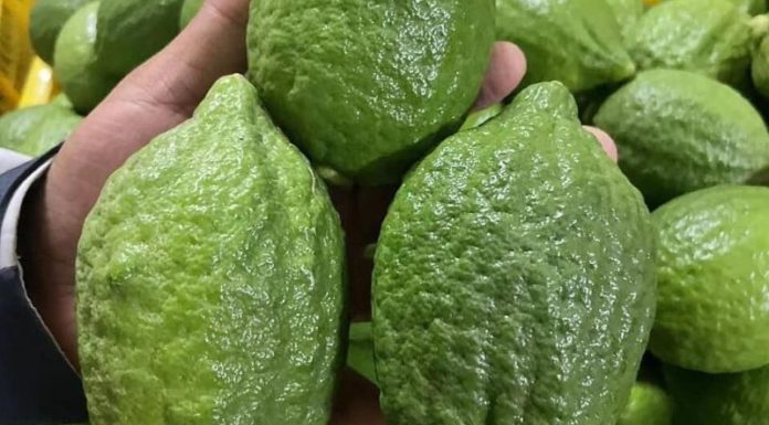 What is Canton Lemon? How to differentiate Canton Lemon and Kumquat?