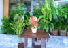 5 Best Feng Shui Plants for 2024: Bring Home for Wealth and Prosperity in the New Year
