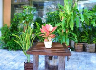 5 Best Feng Shui Plants for 2024: Bring Home for Wealth and Prosperity in the New Year