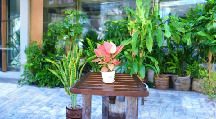 5 Best Feng Shui Plants for 2024: Bring Home for Wealth and Prosperity in the New Year