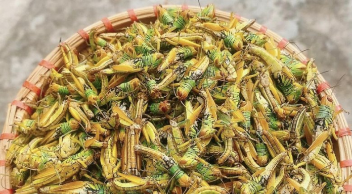 Ancient animal discarded as chicken feed now a delicacy, priced at a few hundred thousand VND per kilogram