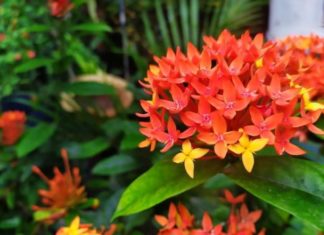 Start the new year with these 5 potted flowers that bloom all year round, easy to grow and bring good luck.