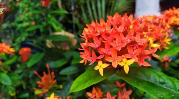 Start the new year with these 5 potted flowers that bloom all year round, easy to grow and bring good luck.