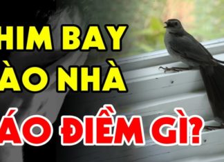 What brings birds into homes: Hunger or curiosity?