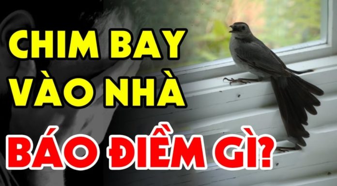 What brings birds into homes: Hunger or curiosity?