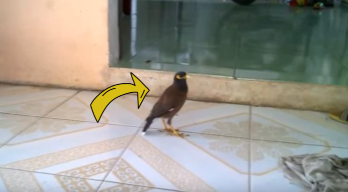 Ancestor’s advice: ‘If 2 birds fly into the house, bad luck is bound to happen’ – chase them away immediately