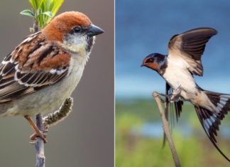 Lessons from the elders: 3 birds visit, money flows, 2 guests sound the alarm