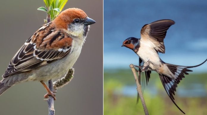 Lessons from the elders: 3 birds visit, money flows, 2 guests sound the alarm