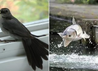 Why did our ancestors say “don’t catch the bird that comes to you, don’t eat the fish that jumps onto the shore”? Mistakes will lead to disaster