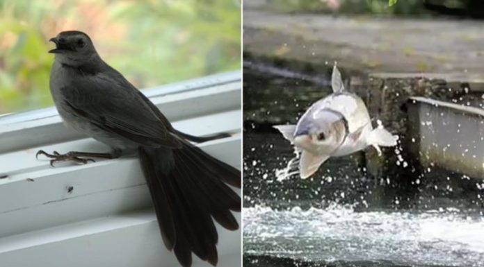 Why did our ancestors say “don’t catch the bird that comes to you, don’t eat the fish that jumps onto the shore”? Mistakes will lead to disaster