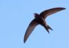 Why can swiftlets fly continuously for months without resting?