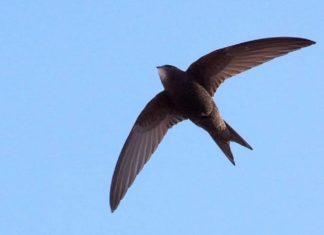 Why can swiftlets fly continuously for months without resting?