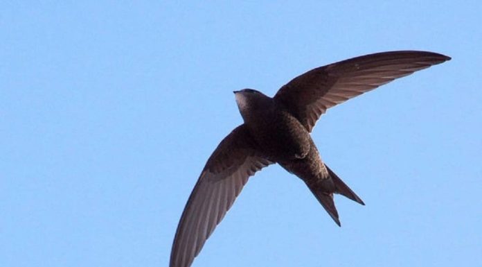Why can swiftlets fly continuously for months without resting?