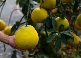 Buying the Diễn pomelo and placing it next to this: A fruit that is always shiny, no worries about mold.