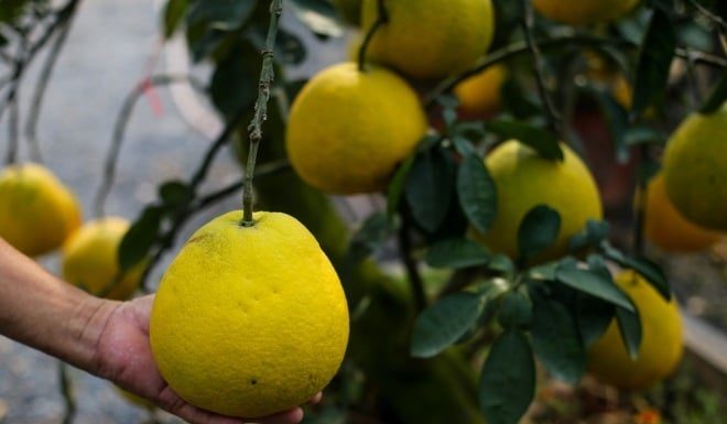 Buying the Diễn pomelo and placing it next to this: A fruit that is always shiny, no worries about mold.