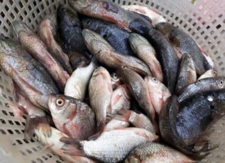 Should you buy a large or a small grouper fish for less bones and more meat?