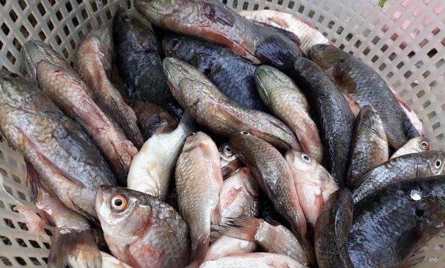 Should you buy a large or a small grouper fish for less bones and more meat?
