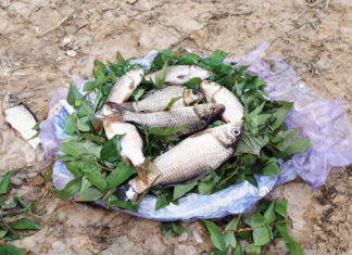 4 Signs to Avoid Buying Fish at the Market: They Might Be Poisonous