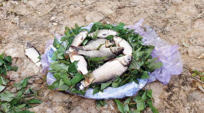 4 Signs to Avoid Buying Fish at the Market: They Might Be Poisonous