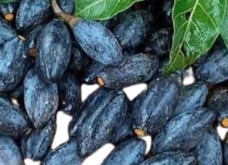 “Tasty Twists on a Classic: Mouth-watering Chestnut Sticky Rice Recipes to Celebrate the Season”.