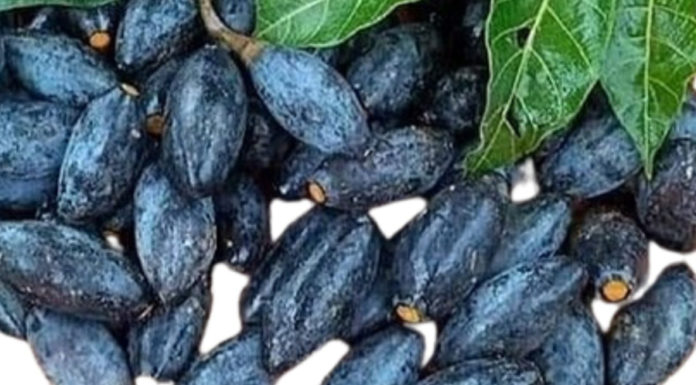 “Tasty Twists on a Classic: Mouth-watering Chestnut Sticky Rice Recipes to Celebrate the Season”.