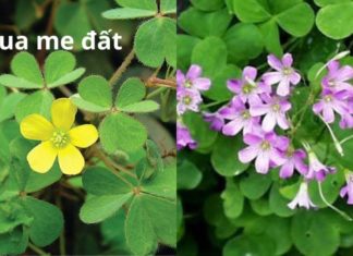 Should I grow three-leaf clovers indoors?
