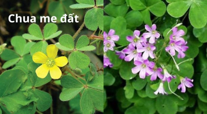 Should I grow three-leaf clovers indoors?