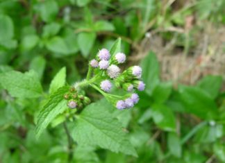 Incredibly Beneficial and Fragrant Weed-like Plant Works Wonders for Health and Beauty