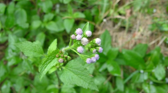 Incredibly Beneficial and Fragrant Weed-like Plant Works Wonders for Health and Beauty