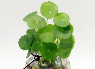 Plant these 4 types of plants at home. Once they bloom, there will be a good omen and the whole family’s life will always go smoothly.