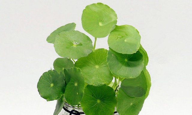 Plant these 4 types of plants at home. Once they bloom, there will be a good omen and the whole family’s life will always go smoothly.