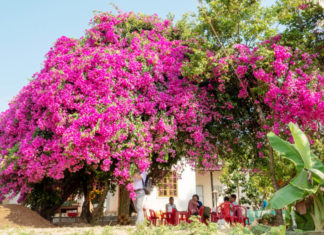 Is it worth planting paper flowers in front of your house? Who should plant paper flowers?