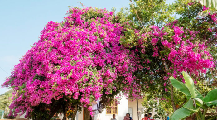 Is it worth planting paper flowers in front of your house? Who should plant paper flowers?