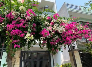 Should I Plant Paper Flowers in Front of My House?