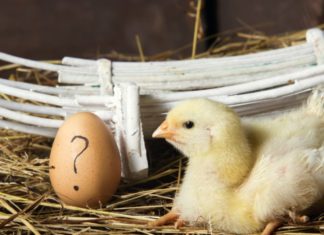 Which Comes First: The Chicken or the Egg? Finally, the Most Accurate Answer Revealed.