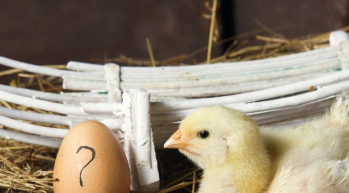 Which Comes First: The Chicken or the Egg? Finally, the Most Accurate Answer Revealed.