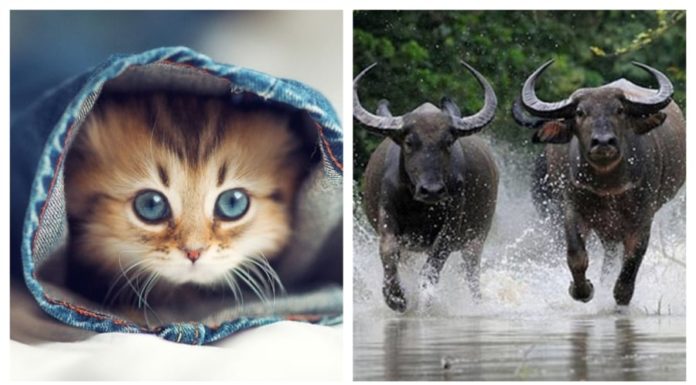 Running Sky: 3-Year Luck and Fortunes, Sitting Down Also Brings 3 Months of Wealth in the Last Quarter of 2023, and 1 Year of Poverty