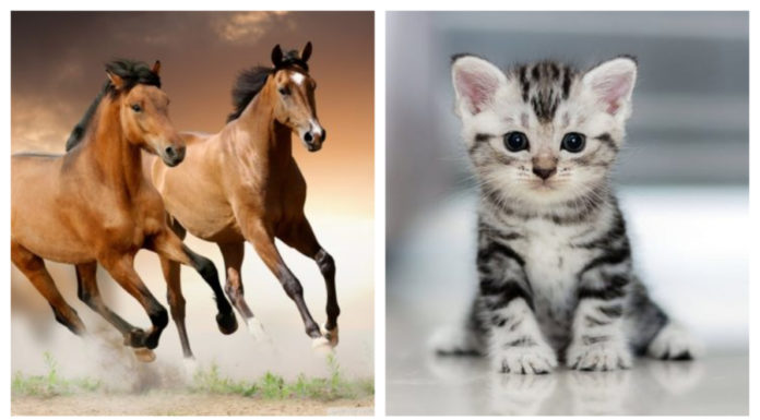 Overnight to Trung Cuu 9/9 Lunar: 3-year-old blessed with wealth and success, even 1-year-old has money to spend, rich and abundant