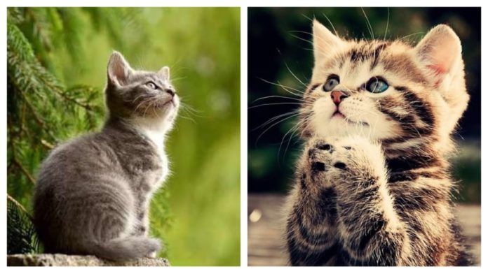 One of the 4 zodiac signs whose owners have abundant luck but less career as they age: Especially the 2nd position