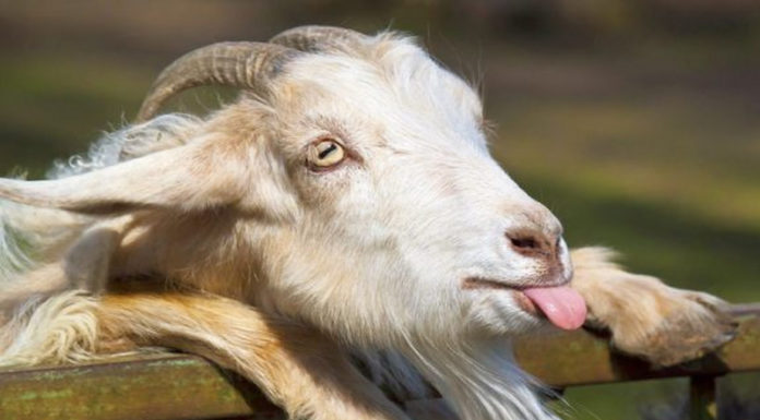 November’s wealthiest 4-year-old: 1-year-old with great fortune, effortlessly catches falling money