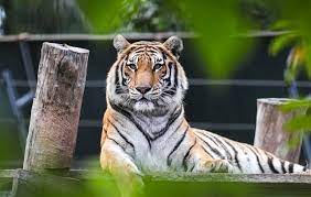 The Golden Dragon’s Legacy: Unlocking Abundance and Prosperity for the Young Heir