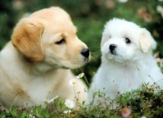 “Prosperity and Abundance: Unlocking a Fortune like Water”