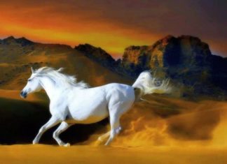 October the Abundant Tiger: 4-Year-Old Makes Money Flow, Wealth and Prosperity Like No Other