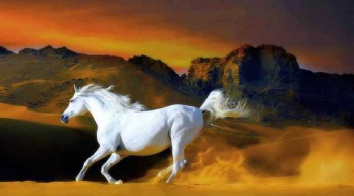 October the Abundant Tiger: 4-Year-Old Makes Money Flow, Wealth and Prosperity Like No Other