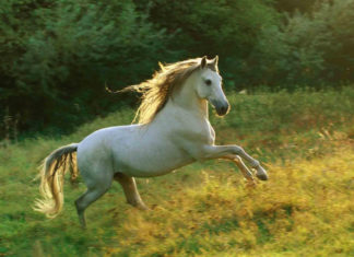 From Tet 2023: Age adds money, when young wander back to old and wealthy