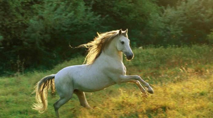 From Tet 2023: Age adds money, when young wander back to old and wealthy